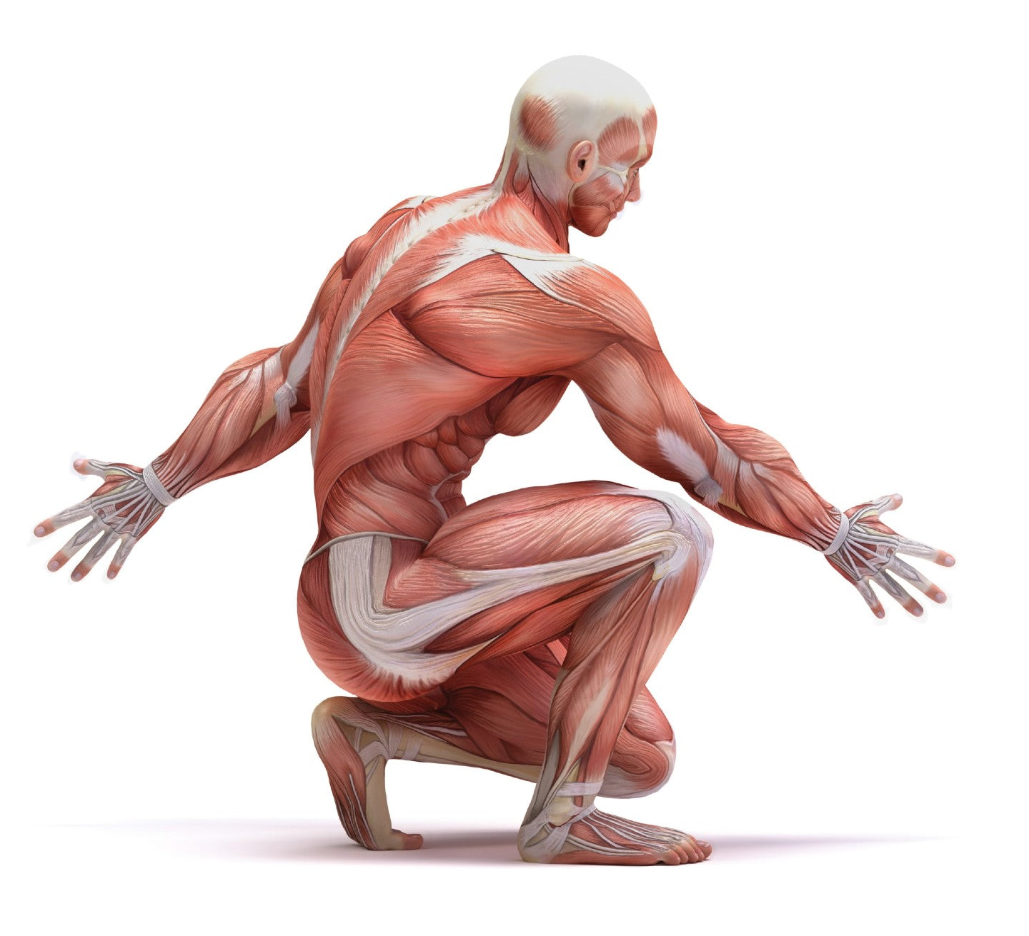 Health Benefits of Skeletal Muscle